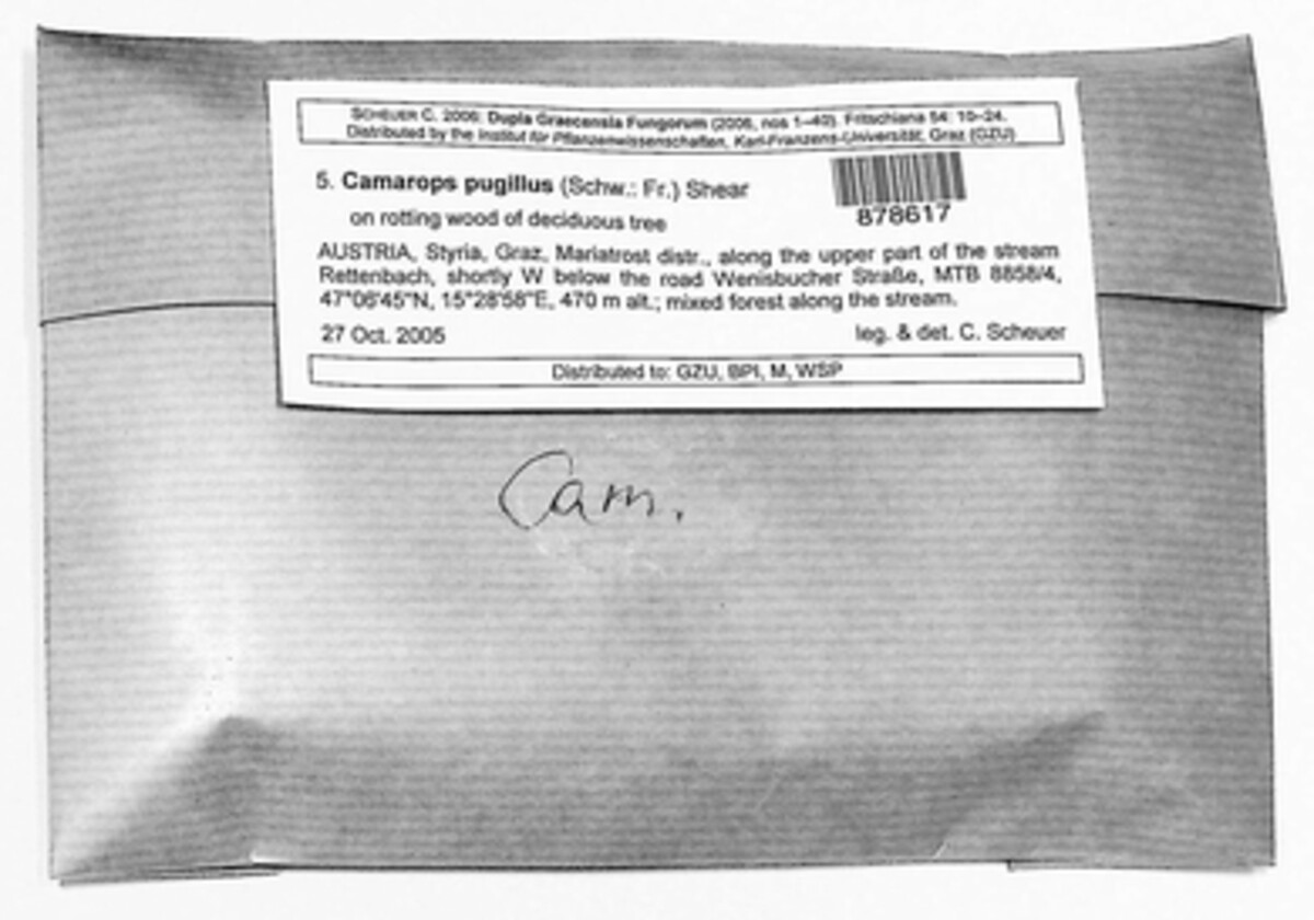 Camaropella pugillus image